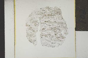 Plane Polarized, S21905