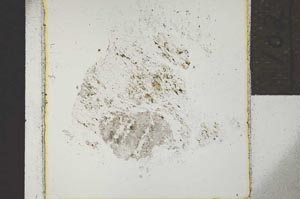 Plane Polarized, S21906