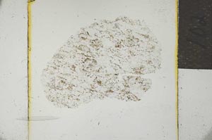 Plane Polarized, S21908