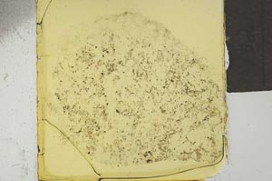 Plane Polarized, S21909