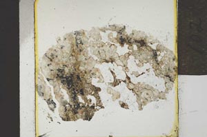 Plane Polarized, S21913