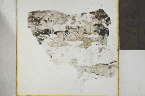 Plane Polarized, S21916