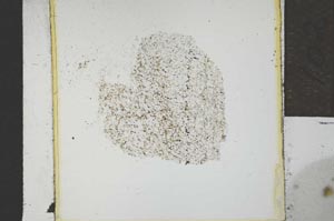 Plane Polarized, S21948