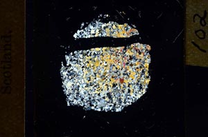 Cross Polarized, S21953