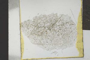 Plane Polarized, S21954
