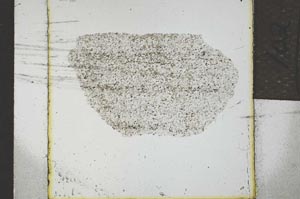Plane Polarized, S21955