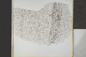 Plane Polarized, S21957