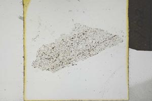 Plane Polarized, S21958
