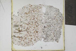 Plane Polarized, S21964