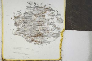 Plane Polarized, S21966