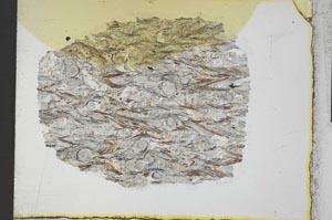 Plane Polarized, S21966/A