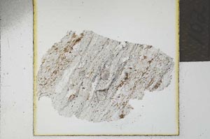 Plane Polarized, S21967