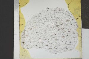 Plane Polarized, S21975