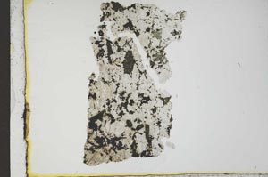 Plane Polarized, S21978
