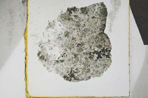 Plane Polarized, S21984