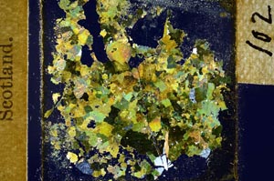 Cross Polarized, S21992