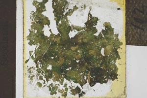 Plane Polarized, S21992