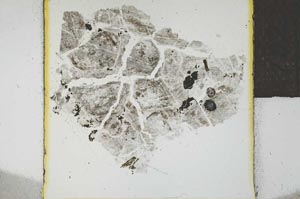 Plane Polarized, S21995