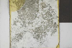 Plane Polarized, S21998