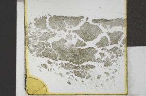 Plane Polarized, S22004