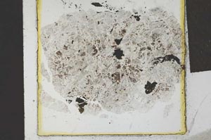 Plane Polarized, S22011