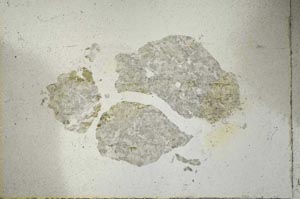 Plane Polarized, S22021