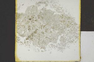 Plane Polarized, S22025