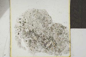 Plane Polarized, S22029