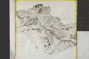 Plane Polarized, S22031