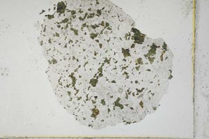 Plane Polarized, S22054