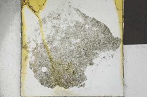 Plane Polarized, S22066