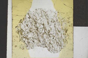 Plane Polarized, S22073