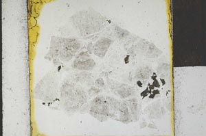Plane Polarized, S22079