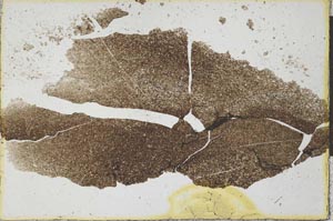Plane Polarized, S22088