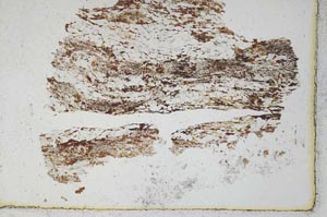Plane Polarized, S22092
