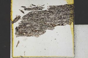 Plane Polarized, S22112
