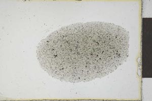 Plane Polarized, S22139