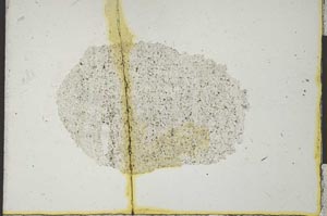 Plane Polarized, S22180