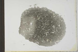 Plane Polarized, S22492