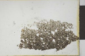 Plane Polarized, S22516