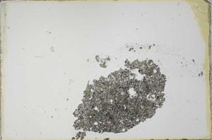 Plane Polarized, S22527