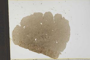 Plane Polarized, S22529