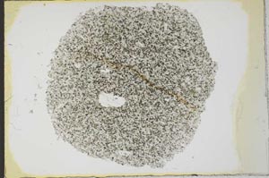 Plane Polarized, S22532