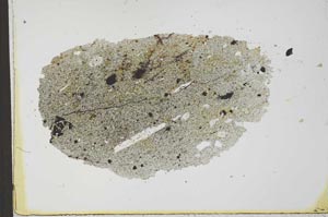 Plane Polarized, S22540