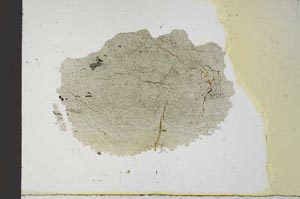 Plane Polarized, S22544