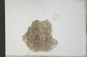 Plane Polarized, S22545