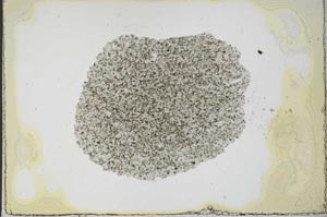 Plane Polarized, S22553