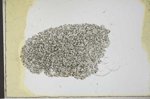 Plane Polarized, S22554