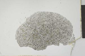 Plane Polarized, S22581