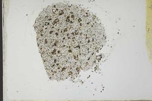 Plane Polarized, S22584